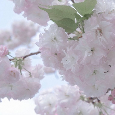 高阳福瑞交流群